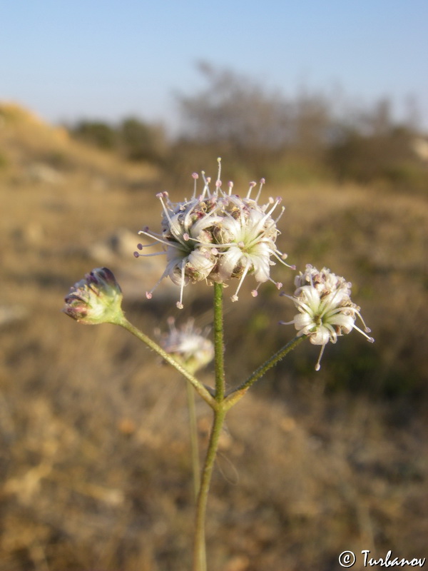 Image of Gypsophila pallasii specimen.