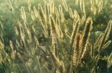 Agropyron pectinatum. Верхушки плодоносящих растений. Крым, Присивашье, житняковая опустыненная степь. Начало июля.