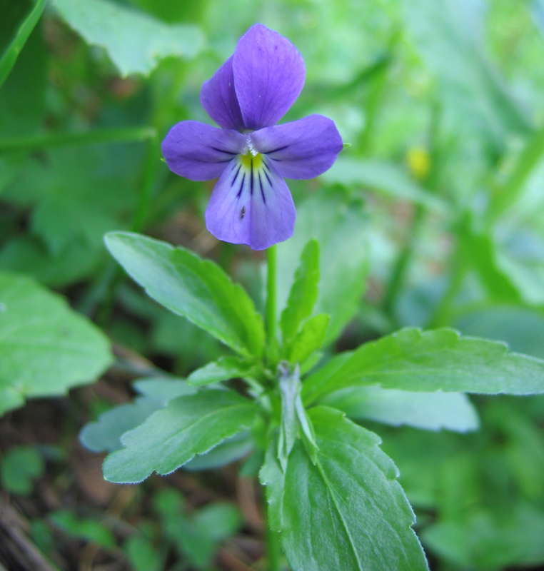 Изображение особи Viola disjuncta.