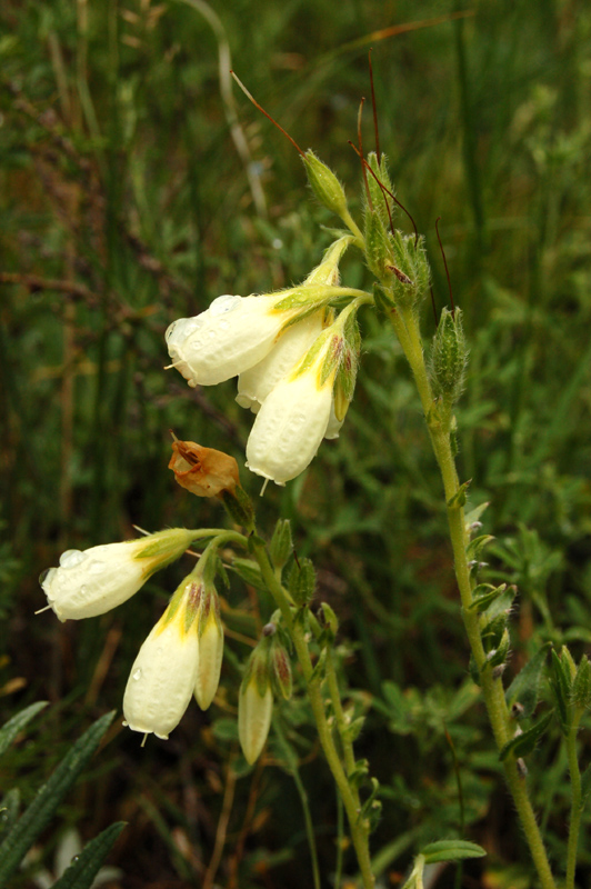 Image of Onosma simplicissima specimen.