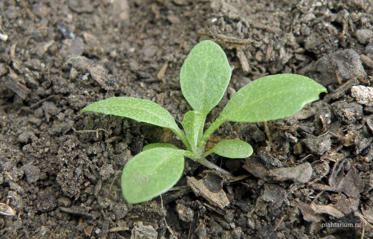 Изображение особи Capsella bursa-pastoris.