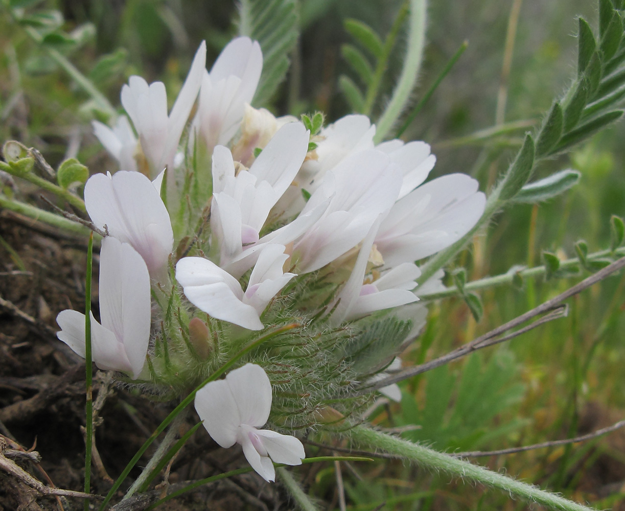 Изображение особи Astragalus dolichophyllus.