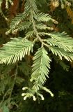 Sequoia sempervirens. Ветвь с развивающимися почками. Краснодарский край, окр. пос. Верхнее Лоо, м/о Сочи. 29.08.2014.