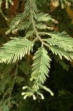 Sequoia sempervirens