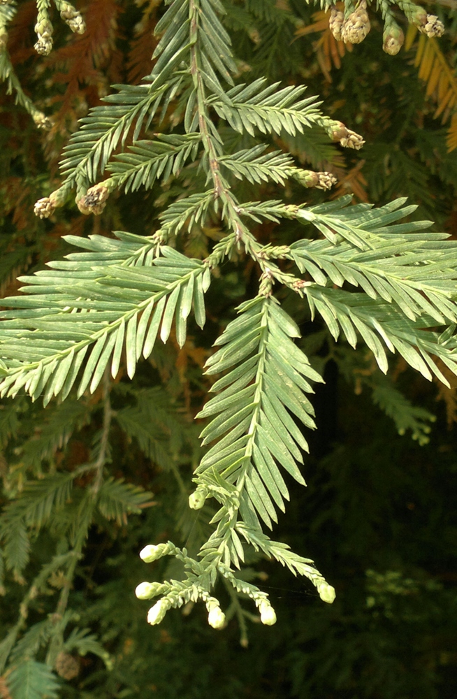 Image of Sequoia sempervirens specimen.