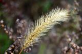Setaria pumila