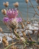 Centaurea novorossica