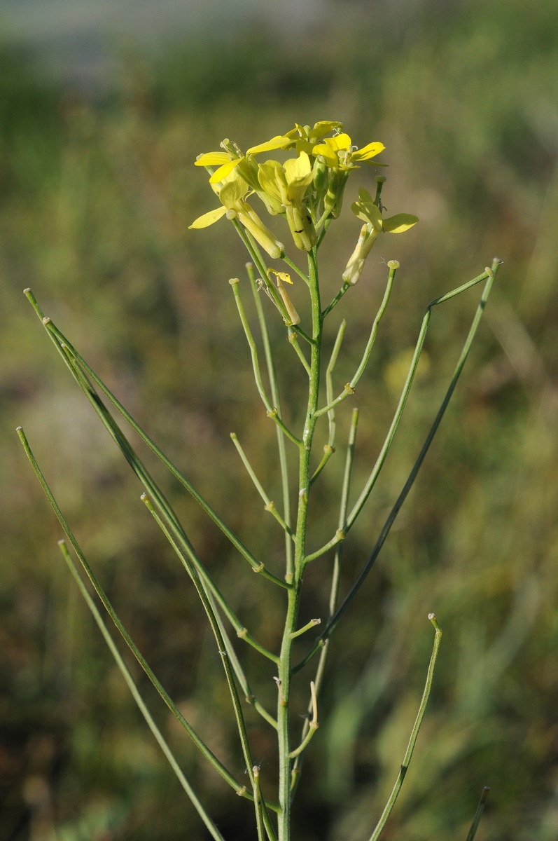 Изображение особи Erysimum canescens.