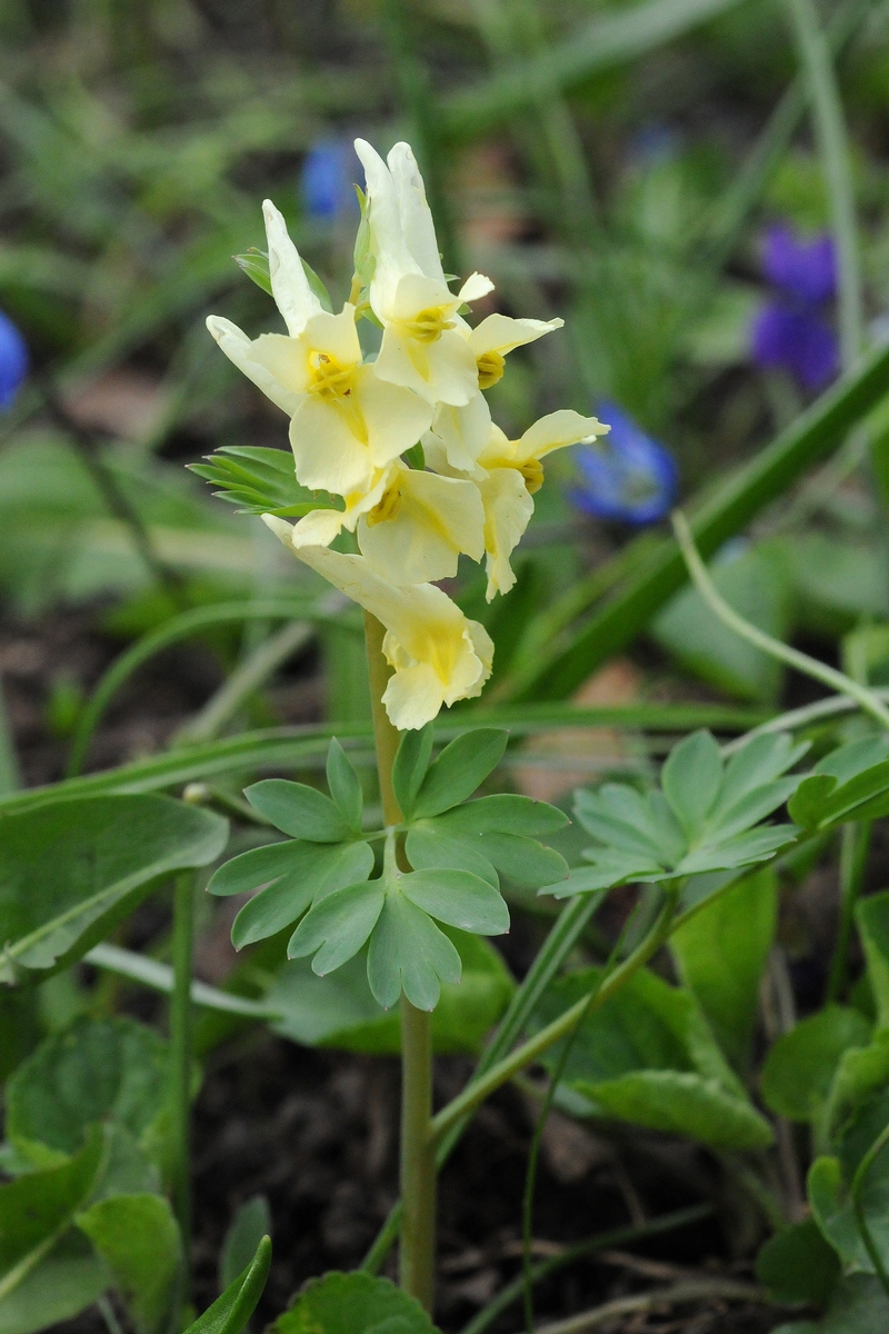 Изображение особи Corydalis bracteata.