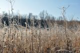 Lycopus maackianus. Аспект покрытых инеем сухих растений. Приморский край, Уссурийский гор. округ, окр. с. Монакино, сырой луг. 26.11.2014.