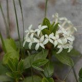 Daphne glomerata