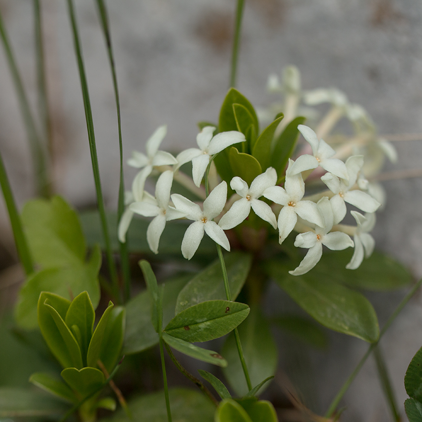 Image of Daphne glomerata specimen.