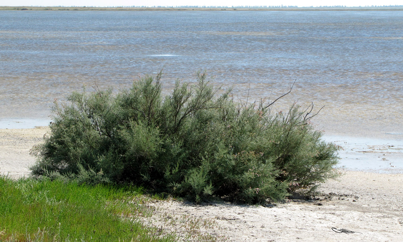 Image of Tamarix gracilis specimen.