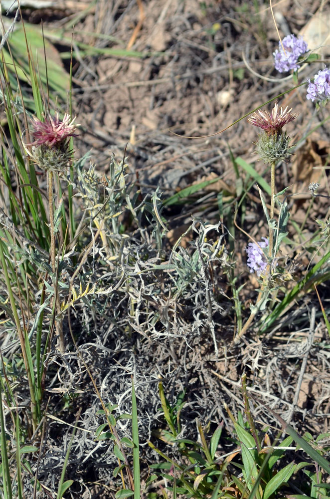 Image of Cousinia caespitosa specimen.