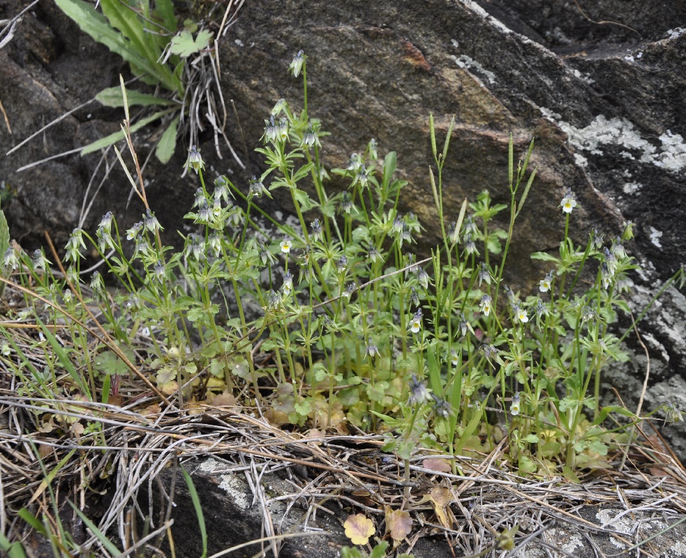 Image of Viola kitaibeliana specimen.