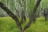 Image of taxon representative. Author is Михаил Шовкун