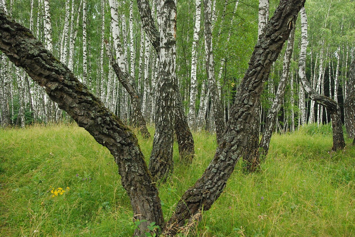 Изображение особи Betula pendula.