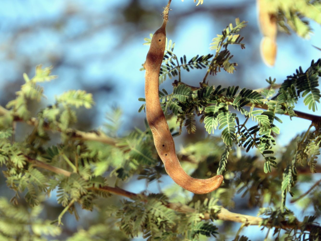 Image of Vachellia pachyceras specimen.