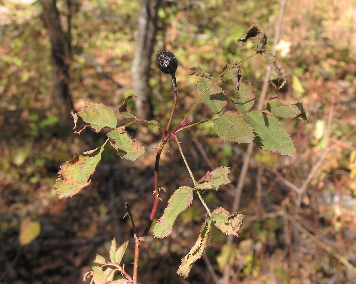 Image of genus Rosa specimen.
