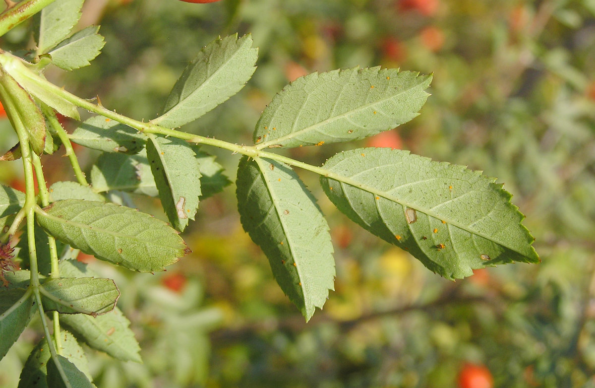 Image of Rosa dumalis specimen.