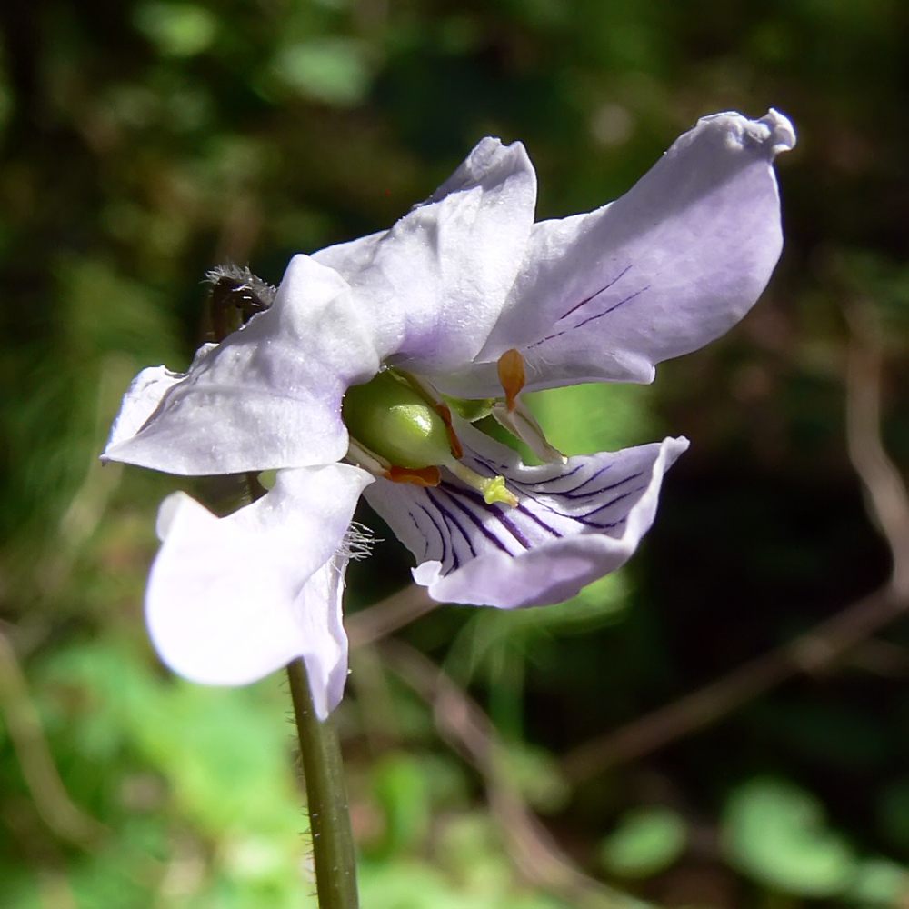 Изображение особи Viola epipsila.