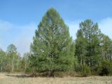 Larix sibirica. Взрослые деревья. Иркутская обл., Иркутский р-н, окр. дер. Поливаниха. 22.05.2015.