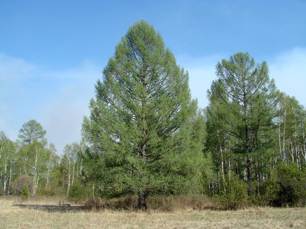 Изображение особи Larix sibirica.