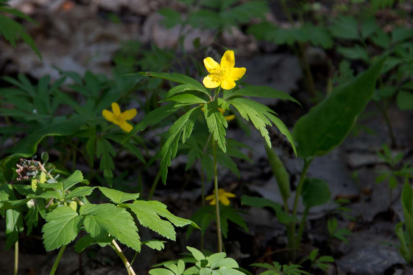 Image of Anemone ranunculoides specimen.