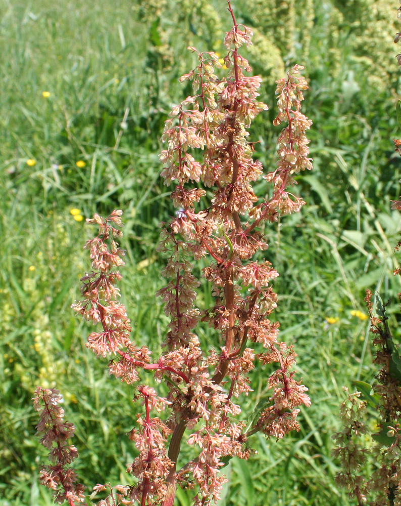 Image of Rumex confertus specimen.