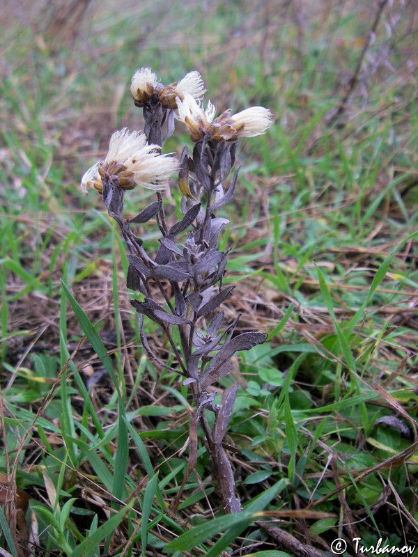 Image of Galatella villosa specimen.