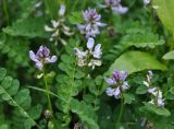 Astragalus alpinus