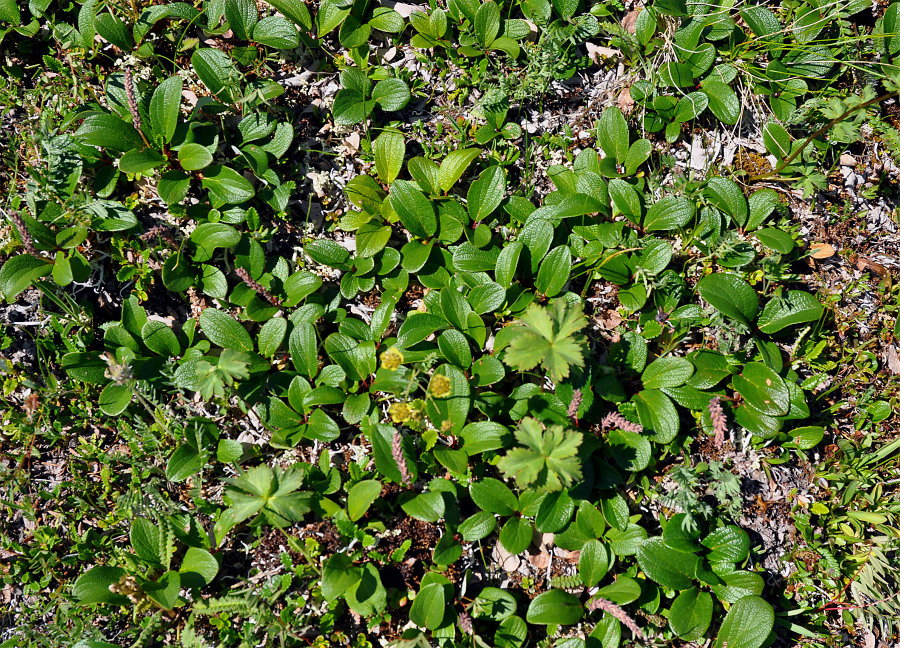 Изображение особи Salix reticulata.