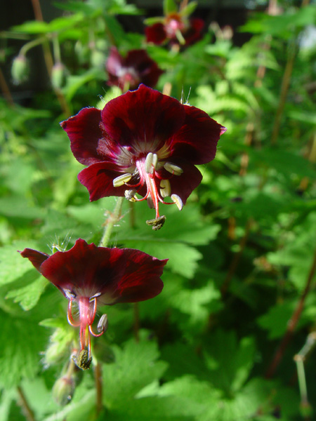 Изображение особи Geranium phaeum.