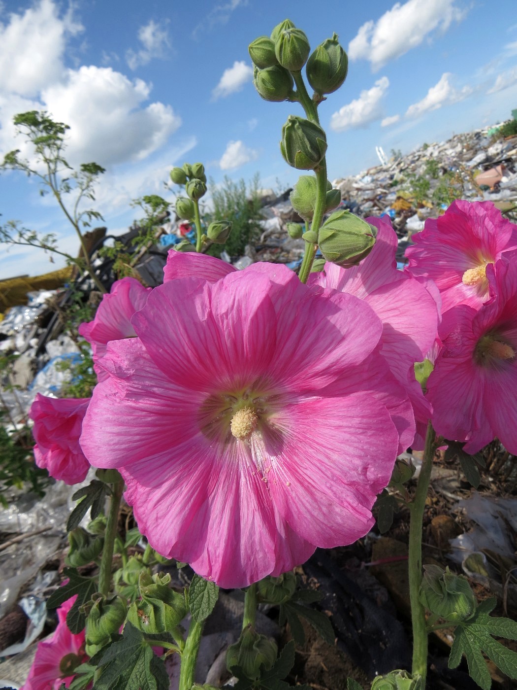 Image of Alcea rosea specimen.