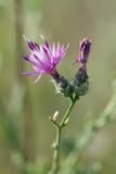 Centaurea pseudosquarrosa. Побег с соцветиями. Южный Казахстан, Сырдарьинский Каратау, р-н перевала Куюк. 09.07.2015.