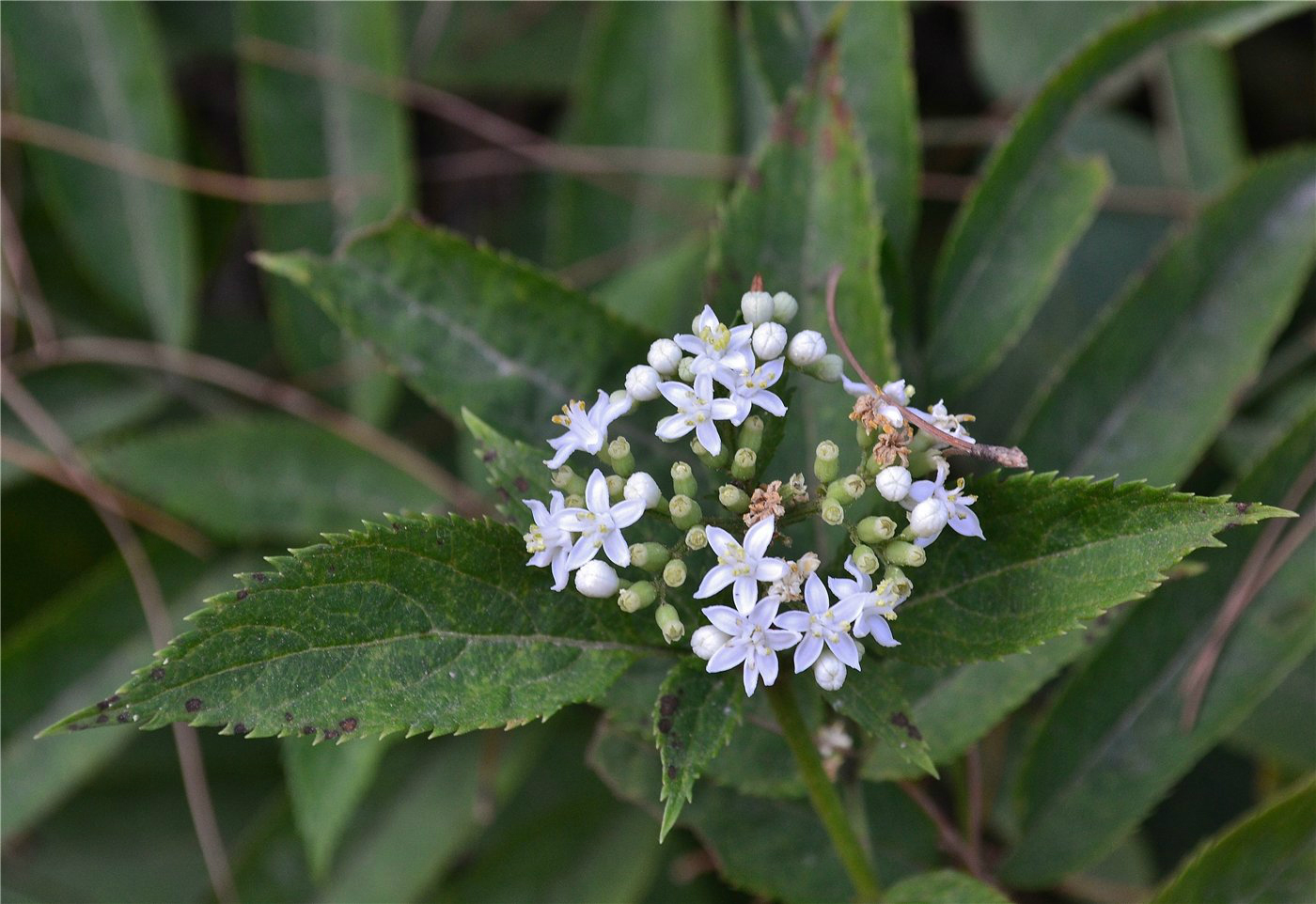 Изображение особи Sambucus ebulus.