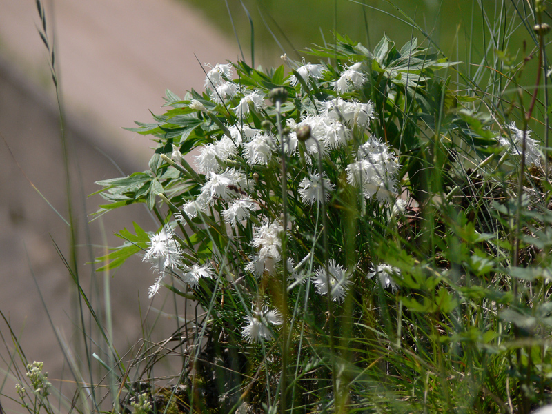 Image of Dianthus acicularis specimen.