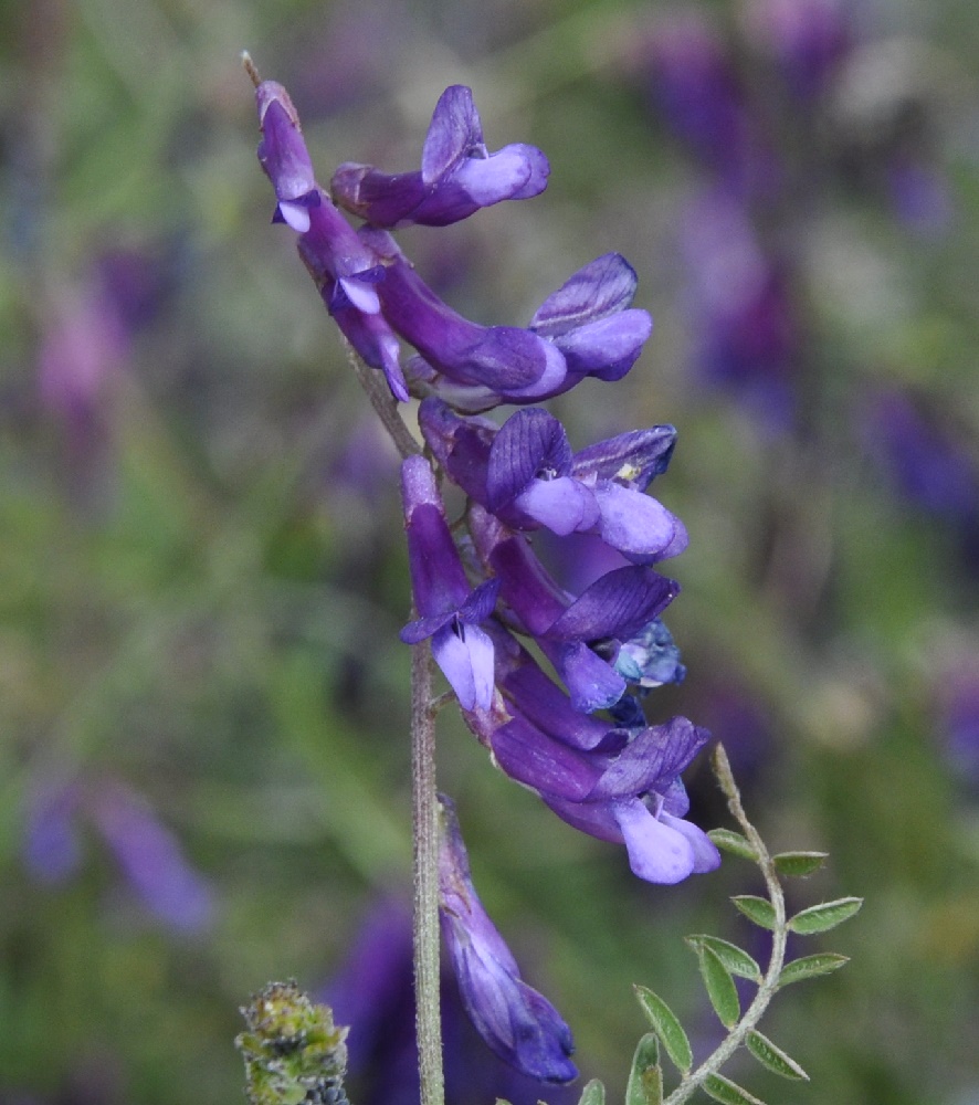 Изображение особи род Vicia.