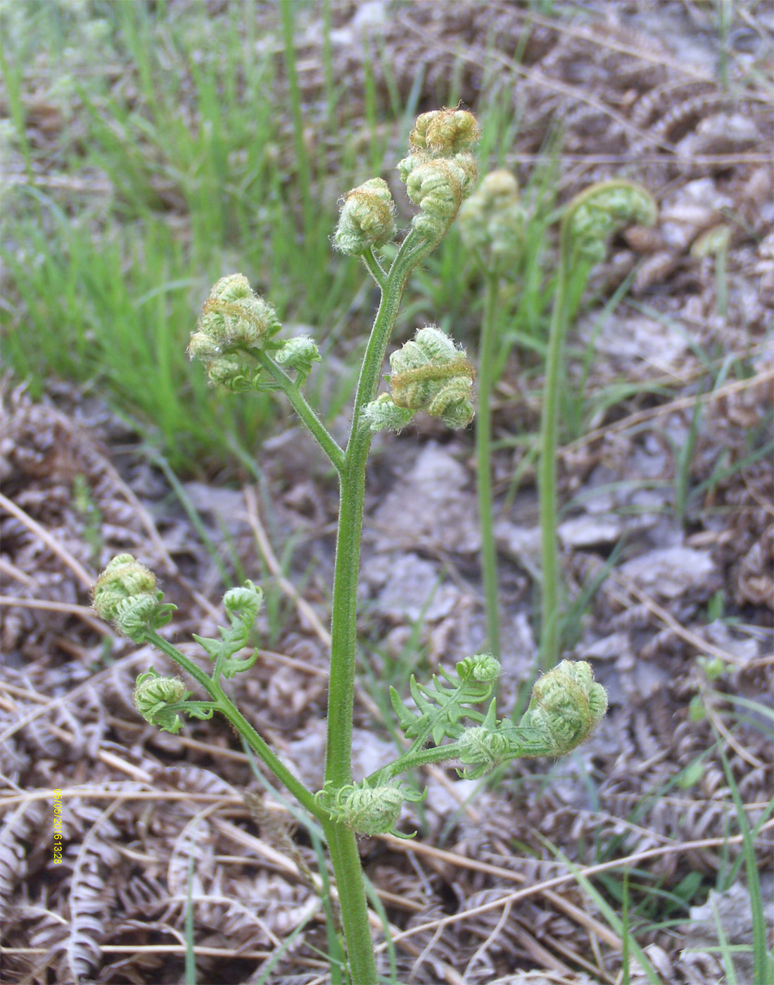 Image of Pteridium pinetorum specimen.