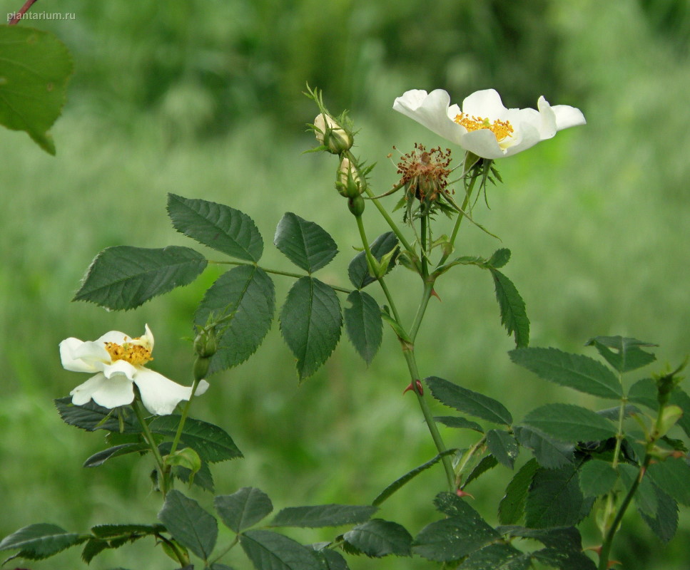 Image of genus Rosa specimen.