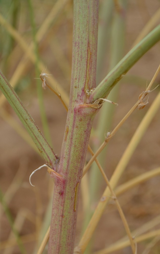 Изображение особи Melilotus polonicus.