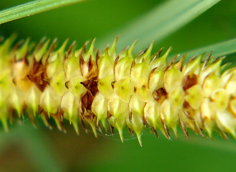 Изображение особи Carex rostrata.