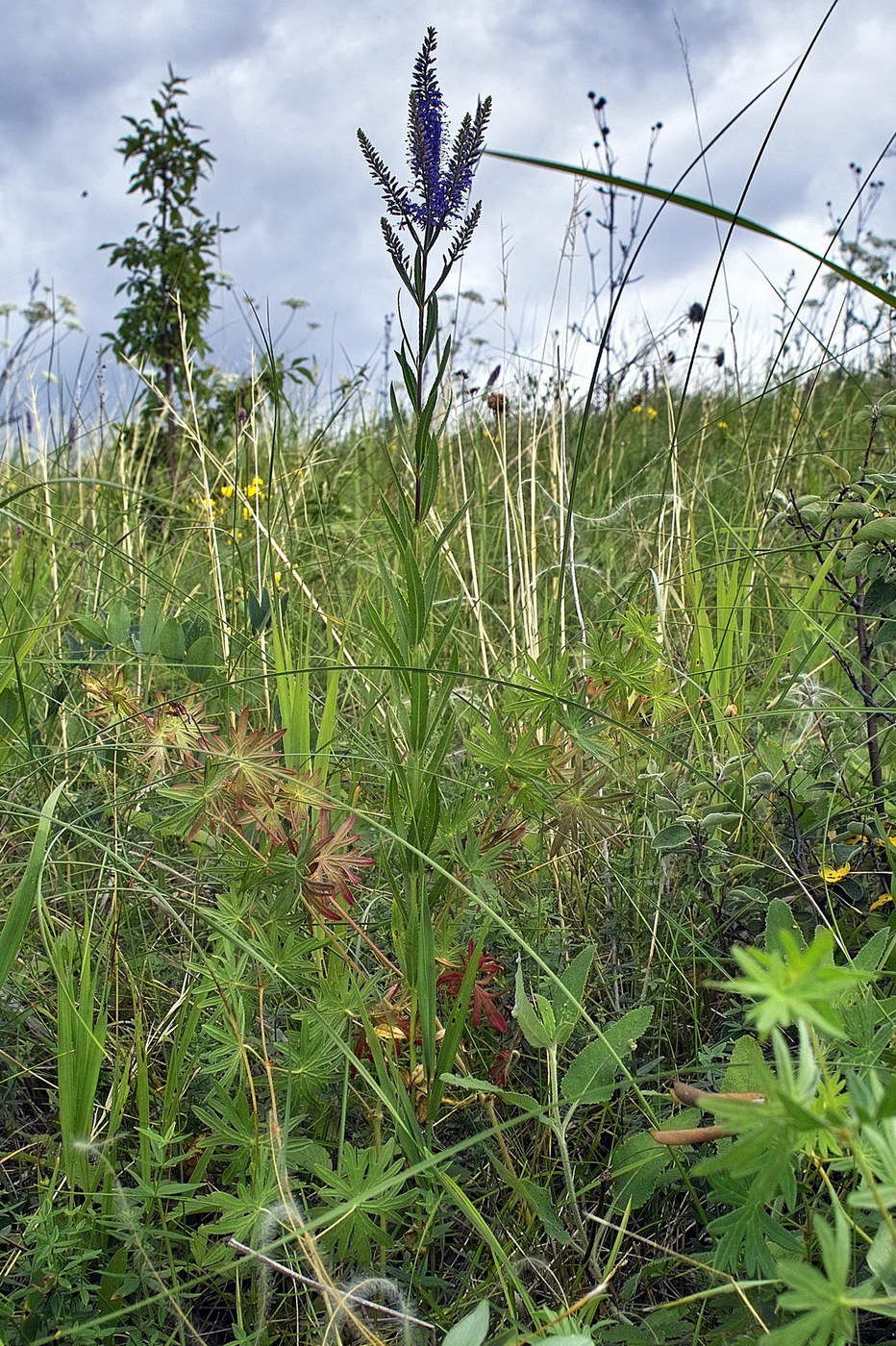 Изображение особи Veronica longifolia.