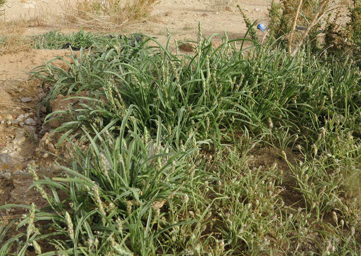 Изображение особи Plantago cylindrica.
