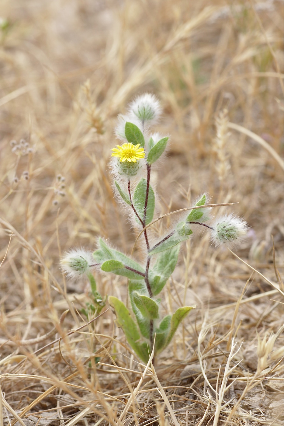 Изображение особи Pentanema divaricatum.