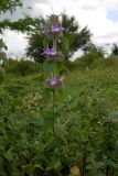 Clinopodium caucasicum