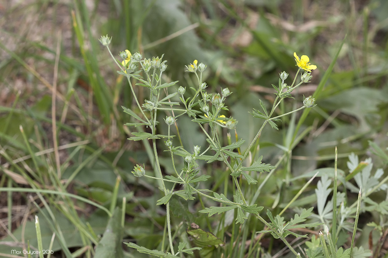 Изображение особи Potentilla heidenreichii.