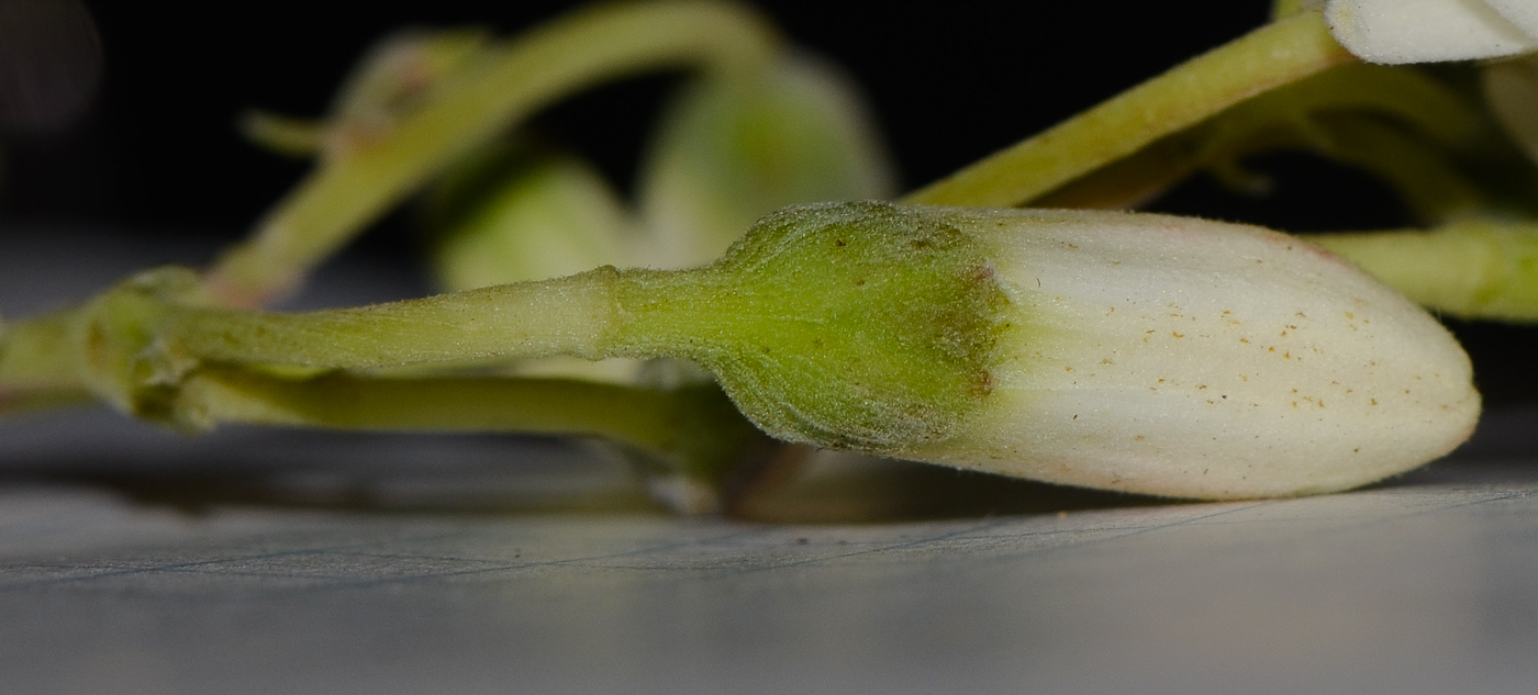 Image of Moringa oleifera specimen.