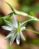 Stellaria graminea