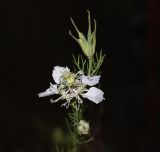 Image of taxon representative. Author is Сергей Наумов